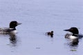 Common Loons with Chick   702771 Royalty Free Stock Photo