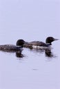 Common Loons with Chick  702796 Royalty Free Stock Photo