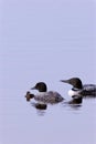 Common Loons with Chick  702843 Royalty Free Stock Photo