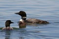 Common Loons Feeding Chick Royalty Free Stock Photo