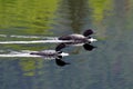 Common Loons Gavia immer on Alaska`s Reflections Lake Royalty Free Stock Photo