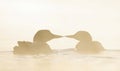 Some Common Loon silhouette swims in the morning mist on Wilson Lake, Que, Canada Royalty Free Stock Photo