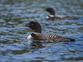 Common loons swim on a lake Royalty Free Stock Photo