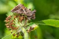 Common Looper Moth - Autographa precationis