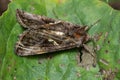 Common Looper Moth - Autographa precationis