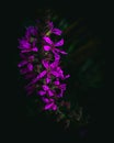 common loosestrife lythraceae macro photography