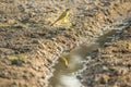 Common lora bird low angle shot perching on a river bed with its reflection in the water. Royalty Free Stock Photo