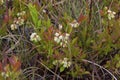 Common Lowbush Blueberry 813325