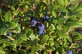 Common Lowbush Blueberry  814905 Royalty Free Stock Photo