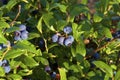 Common Lowbush Blueberry 814906