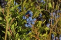 Common Lowbush Blueberry 814918