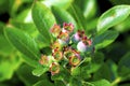 Common Lowbush Blueberry 60637