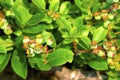 Common Lowbush Blueberry 60638