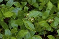 Common Lowbush Blueberry  807247 Royalty Free Stock Photo