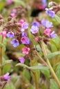 Common lungwort flower Pulmonaria officinalis Royalty Free Stock Photo