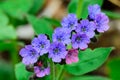 Common lungwort flowers, closeup. Medicinal plant, herb. Royalty Free Stock Photo