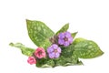 Common lungwort Pulmonaria officinalis Royalty Free Stock Photo