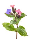 Common lungwort Pulmonaria officinalis Royalty Free Stock Photo
