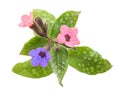 Common lungwort Royalty Free Stock Photo
