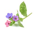 Common lungwort Pulmonaria officinalis Royalty Free Stock Photo