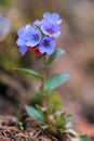 Common lungwort - pulmonaria officinalis Royalty Free Stock Photo