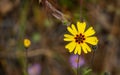 Common Madia Bloom Stands Out From The Forest Floor Royalty Free Stock Photo