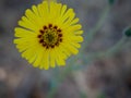 Common Madia blooming in dry field Royalty Free Stock Photo