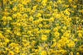 Common Madia Madia elegans wildflowers blooming on a meadow in San Francisco Bay Area, California Royalty Free Stock Photo