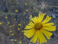 Common madia macro close shot in field Royalty Free Stock Photo