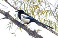 Common Magpie bird