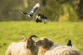 Common magpie birds, Pica Pica, playing on resting and sleeping sheeps