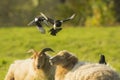 Common magpie birds, Pica Pica, playing on resting and sleeping sheeps