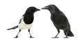 Common Magpie and Carrion Crow facing each other