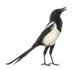 Common Magpie chattering, upright, Pica pica, isolated Royalty Free Stock Photo