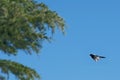 Common magpie flying toward the tree Royalty Free Stock Photo
