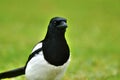 Common Magpie