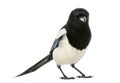 Common Magpie looking at the camera, Pica pica, isolated Royalty Free Stock Photo