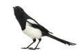 Common Magpie looking up curiously, Pica pica, isolated