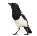 Common Magpie looking up, Pica pica, isolated