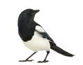 Common Magpie looking up, Pica pica, isolate
