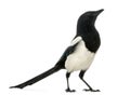 Common Magpie looking up, Pica pica, isolated