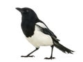 Common Magpie looking up, Pica pica, isolated