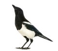 Common Magpie looking up, Pica pica, isolated