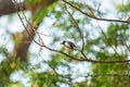 Common Magpie perched on tree branch in tropical garden Royalty Free Stock Photo