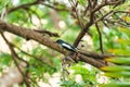 Common Magpie perched on tree branch in tropical garden Royalty Free Stock Photo