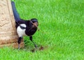 Common Magpie - Pica pica collecting nest material.