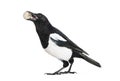 Common Magpie, Pica pica, holding shiny Euro in beak Royalty Free Stock Photo