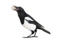 Common Magpie, Pica pica, holding shiny Euro in beak