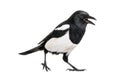 Common Magpie, Pica pica, in front of white background