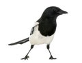 Common Magpie, Pica pica, isolated